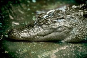 Siamese crocodile by pDang86 shutterstock