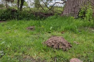 Mole mound UK June 2021