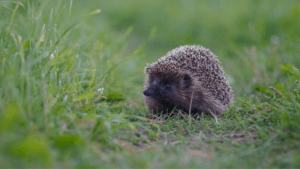 Hedgehog in the grass, Sergey Smolentsev Shutterstock.com