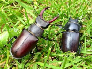 L-R: A male stag beetle (L) next to the smaller female (R)