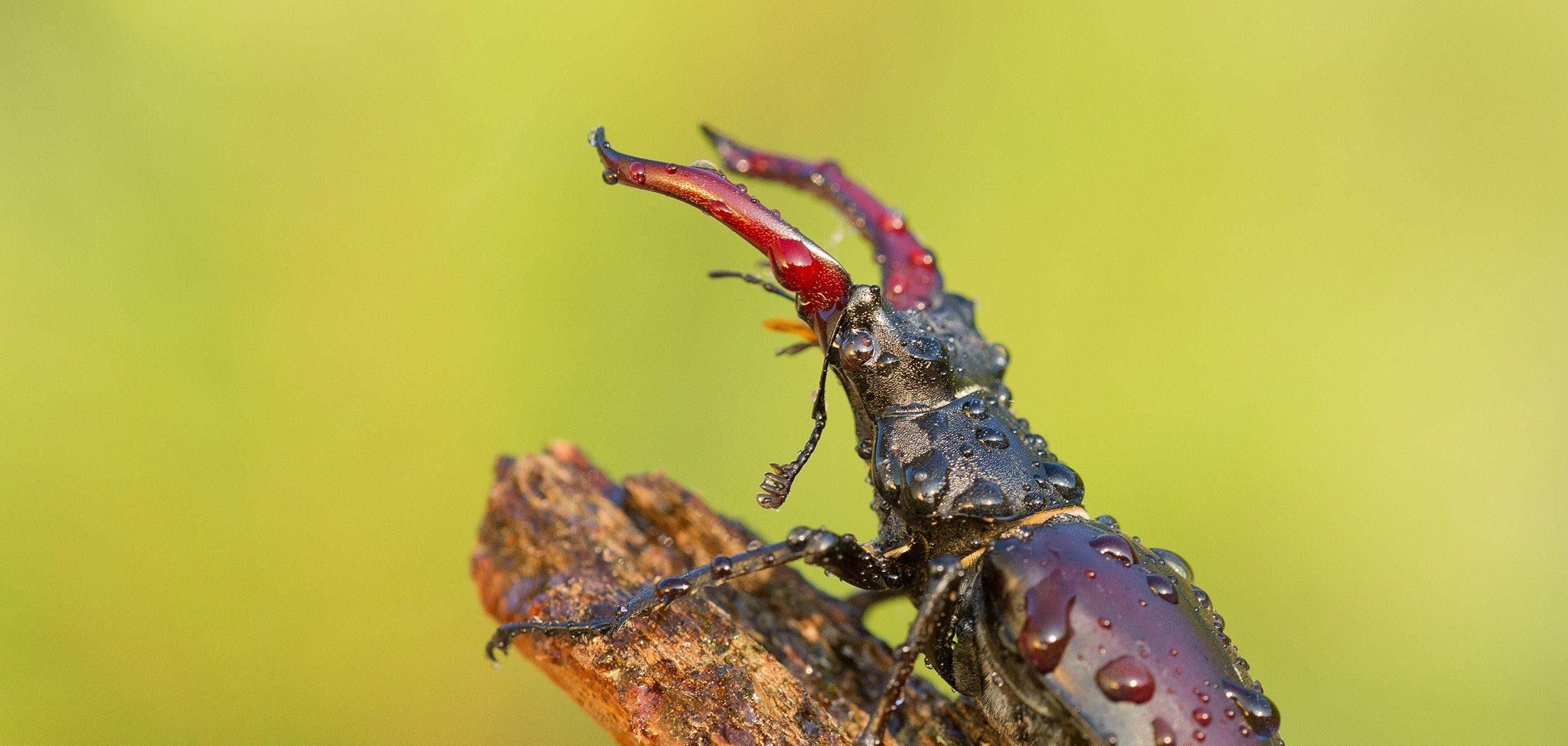 Stag beetle, Lucanus Cervus on dead tree