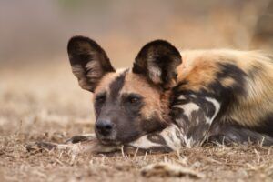 African Wild dog by Shutterstock Francois van Heerden