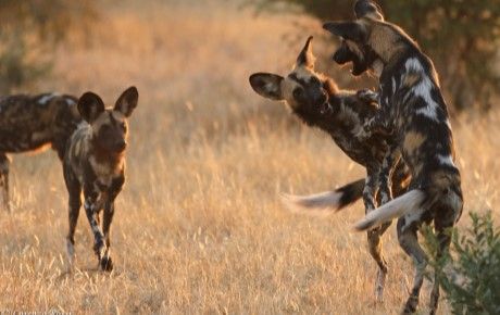 African Wild dogs by Lorenzo Rossi