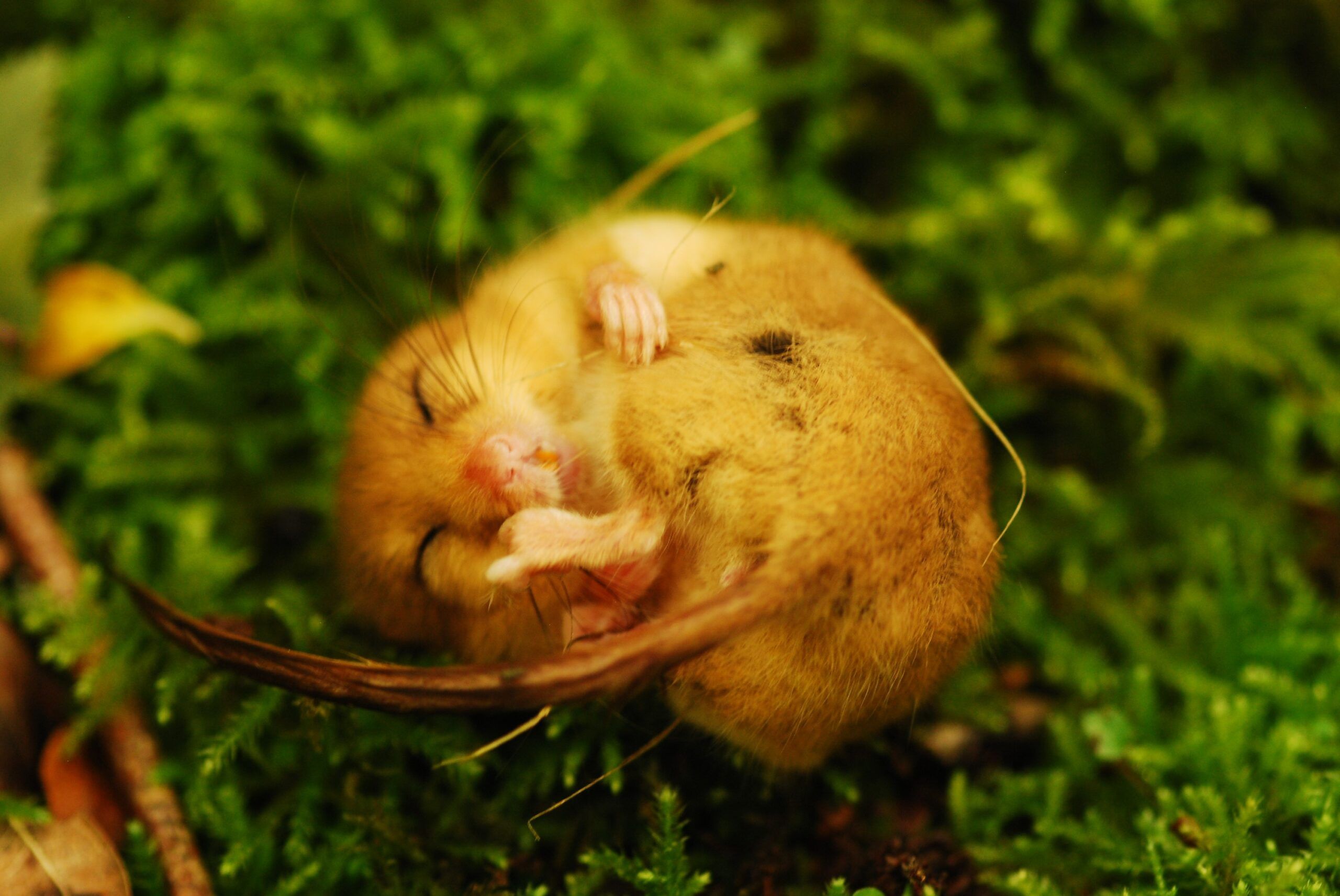 Dormouse torpid, credit Lorna Griffiths