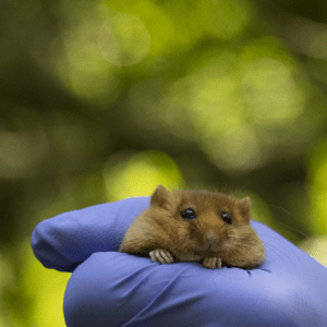 Close up of one of the hazel dormice being released into the National Forest by People's Trust for Endangered Species and partners (1). Credit National Trust Images & James Beck