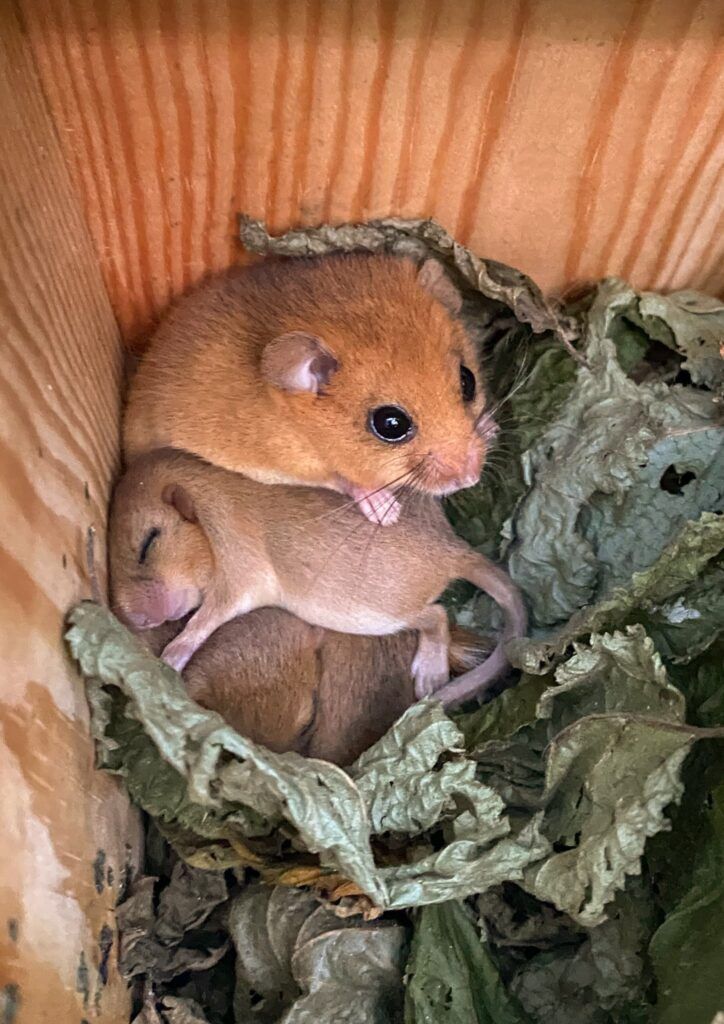 A native hazel dormouse mother and juveniles in a nest box. Credit Selena Bone.