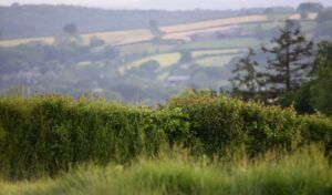 Hedgerow and view - Megan Gimber