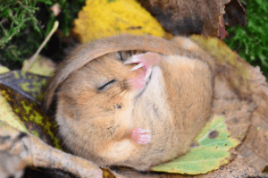 Photo by Lorna Griffiths - dormouse monitor