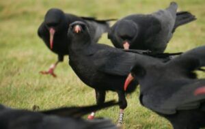 Red-billed chouoghs - PTES internship - thumbnail