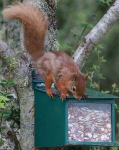 Adult squirrel, Golspie 2021 - Trees for life