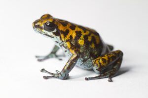 Brian Gratwicke Vicente's poison frog - Oophaga Vicentei