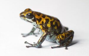 Brian Gratwicke Vicente's poison frog - Oophaga Vicentei