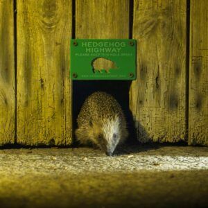Hedgehog using hedgehog highway_credit Christopher Morgan
