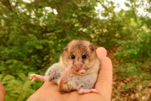 Roach's mouse tailed dormouse. Image credit Habitat Foundation