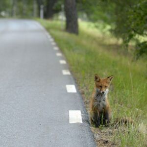 Fox Road Credit BMJ Shutterstock