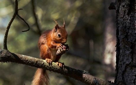 Red squirrel © Chris Aldridge - Trees for life - thumbnail