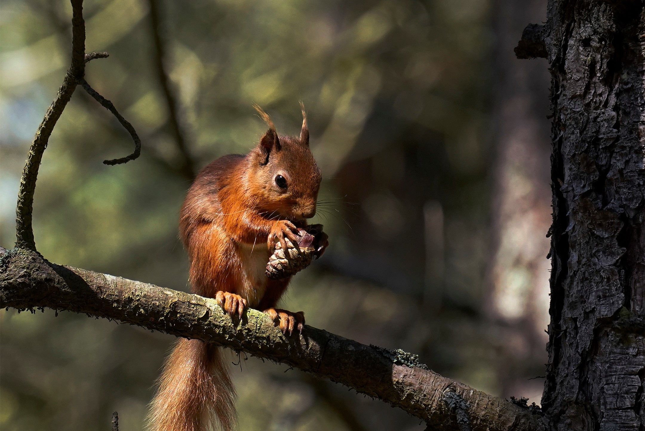 Red squirrel © Chris Aldridge - Trees for life