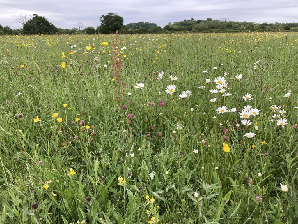 Stag Meadow – this area of species rich lowland meadow is the donor site. Most of it is usually cut for hay. It did not affect the hay harvest to use some areas for green hay.
