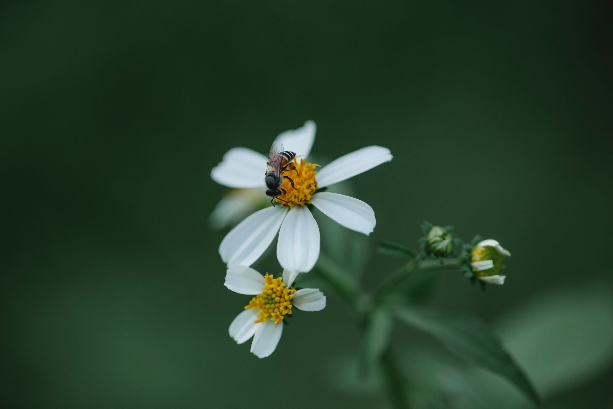 fly-pexels-credit-gary-barnes