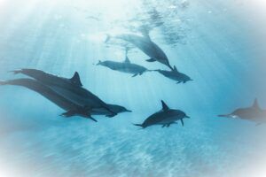 pexels-bottlenose-dolphins-kammeran-gonzalezkeola-9638689