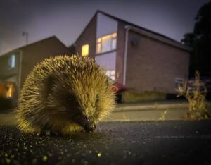 Hedgehog by Ricky-Wood