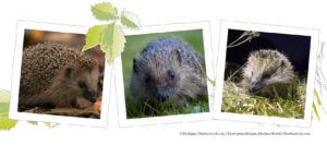 Three-hedgehogs-in-frames-Hedgehog-appeal-2023