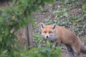 Diane Owen - garden fox