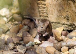 House mouse by Neil Walker Shutterstock