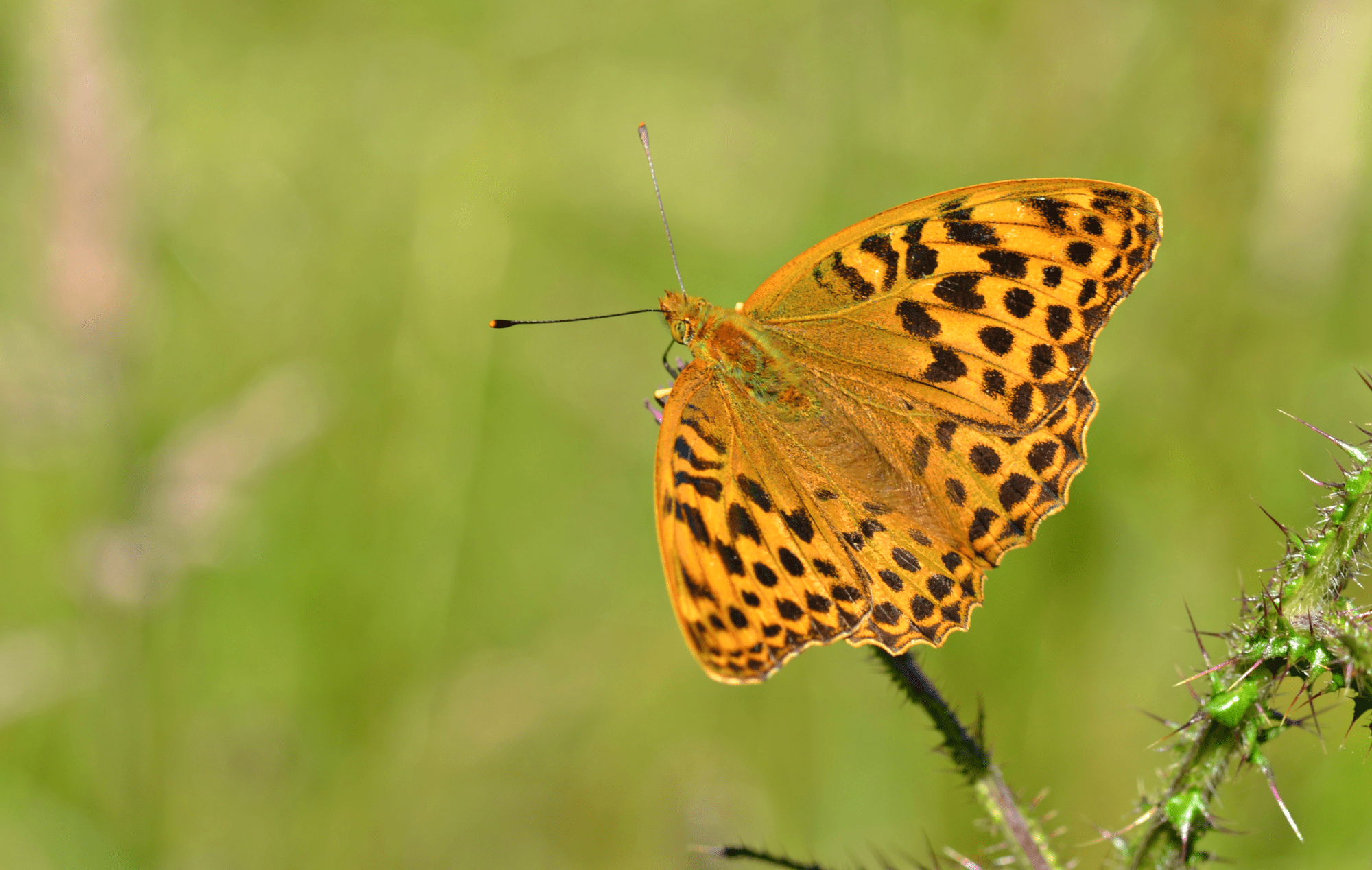 Silver-washed Fritillary [female]_Credit Butterfly Conservation/ Andrew Cooper