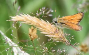 Summer at Briddlesford - small skipper by Jim Baldwin