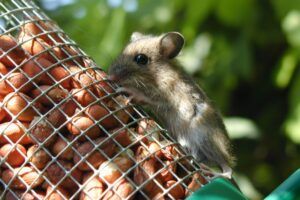 Wood mouse on bird feeder by Gaynor Lewis