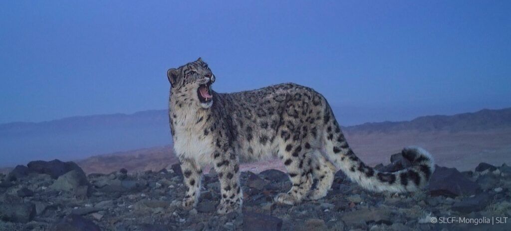 AKKA-2022-SLCF-Snow leopard - Mongolia_SLT