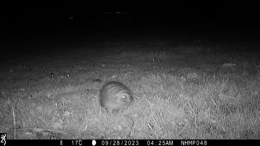 A hedgehog captured on camera by the NHMP