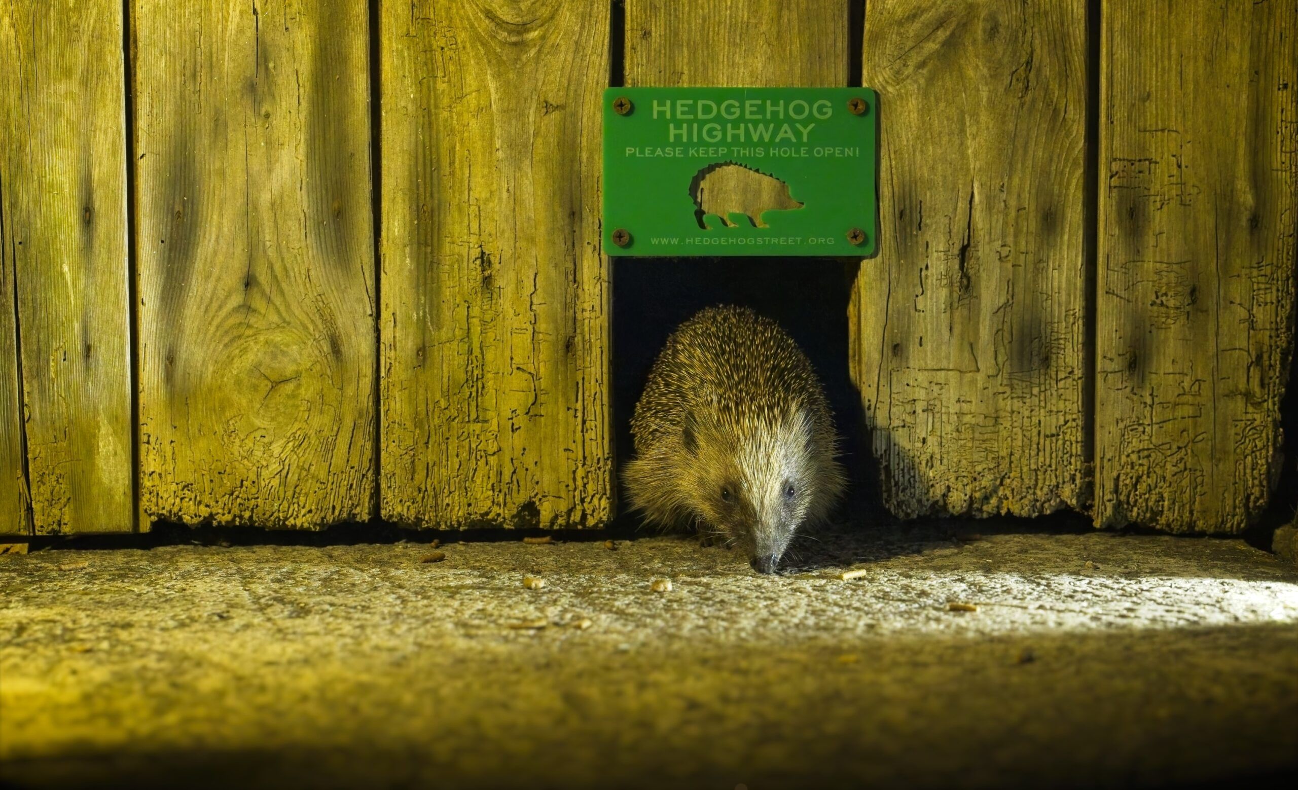 Hedgehog Highway and hedgehog by Christopher Morgan