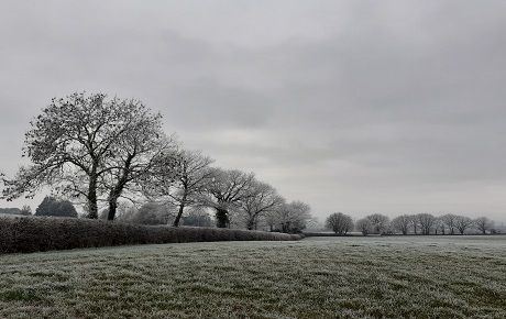 Hedgerow trees in winter thumbnail