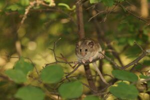 Nedko Bulgarian mouse tailed dormice