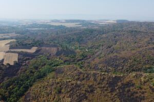 Bulgarian bushfires threaten endangered dormice