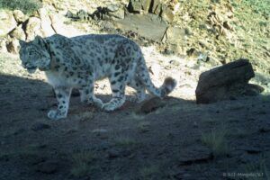 The-Dude-2019 snow leopard-CC-RCNX0484-