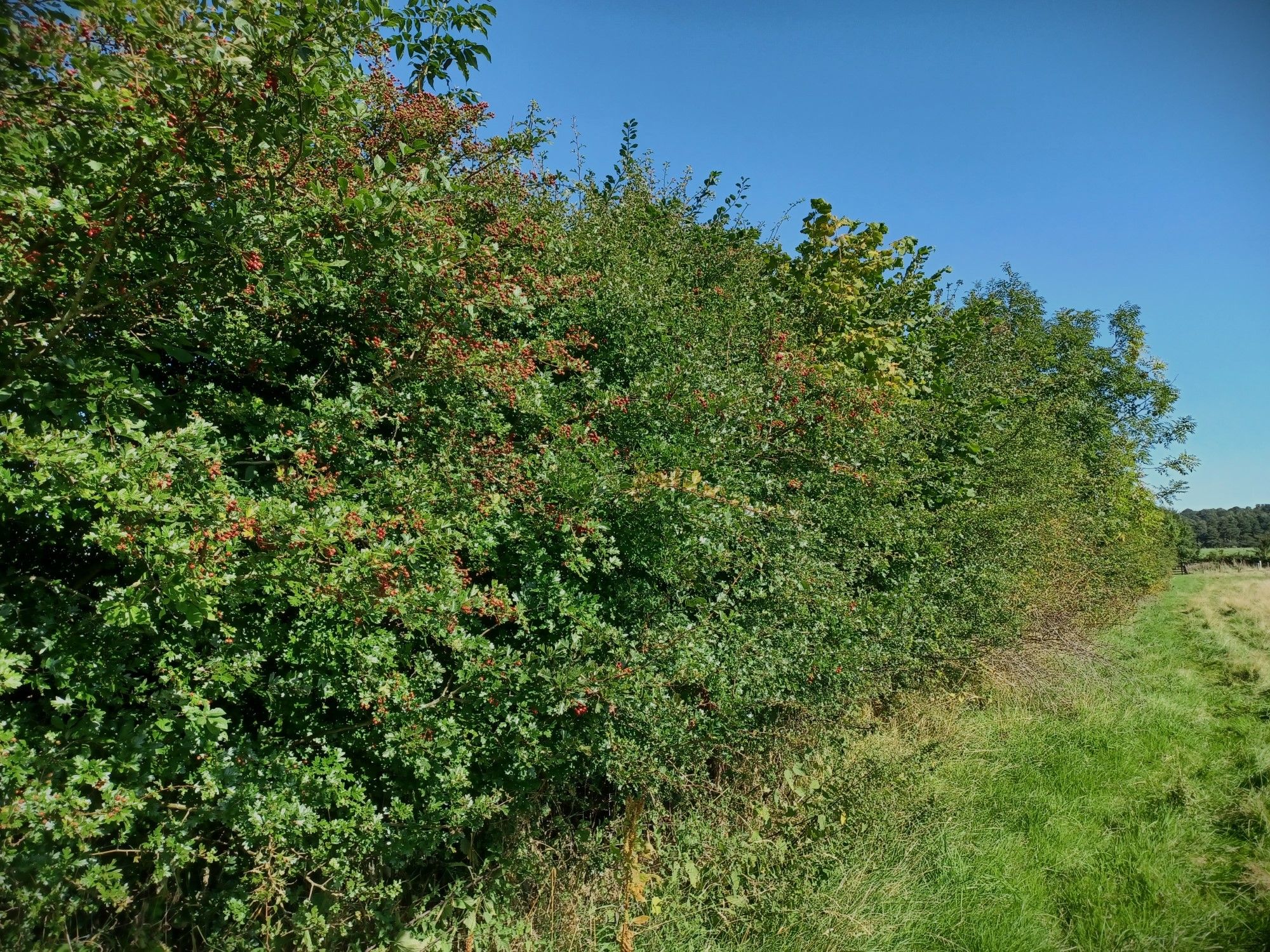 Big fruiting hedge -