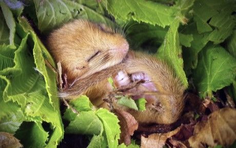 Dormouse on leaves. State of Britain's Dormice 2023 - photo credit Michael Walker - thumbnail
