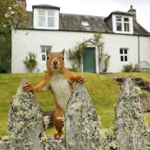Garden red squirrel on a fence by Neil McIntyre