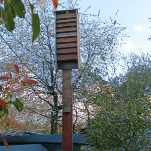 A bat box in an urban garden