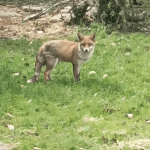 A fox in an urban garden