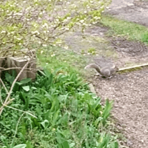 Grey squirrel in an urban garden