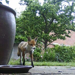 Fox running in an urban garden