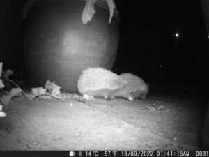 Two hedgehogs in an urban garden captured on a camera trap at night