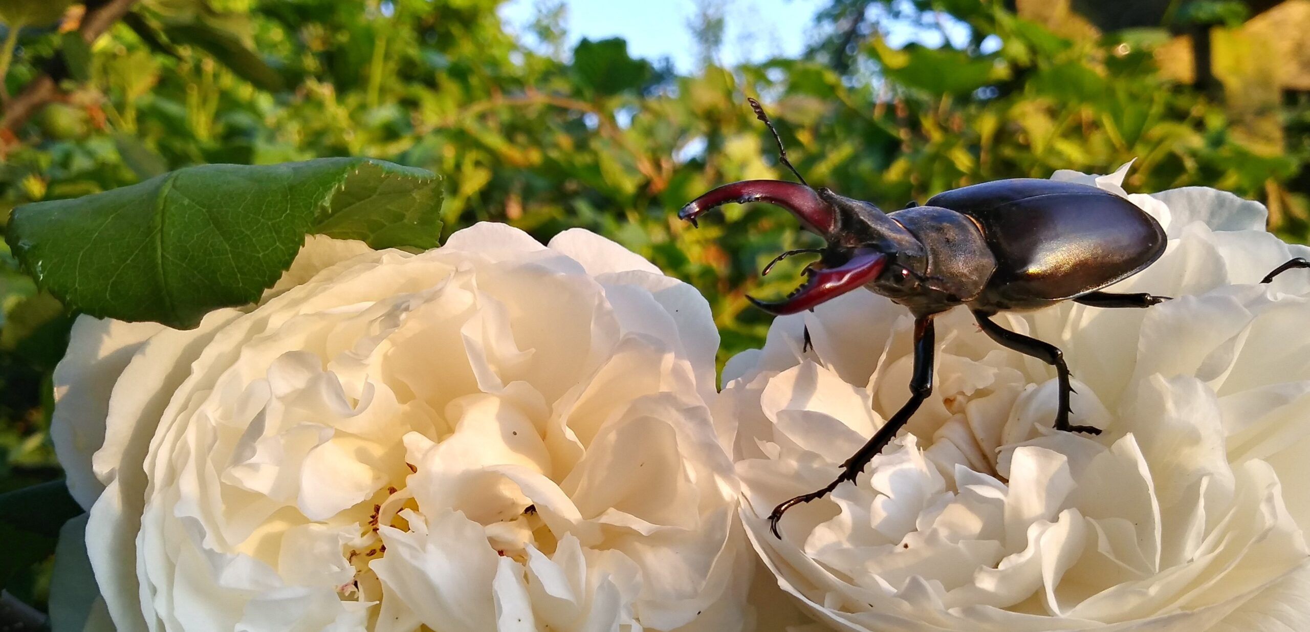 Male stag beetle on roses Duncan Wright