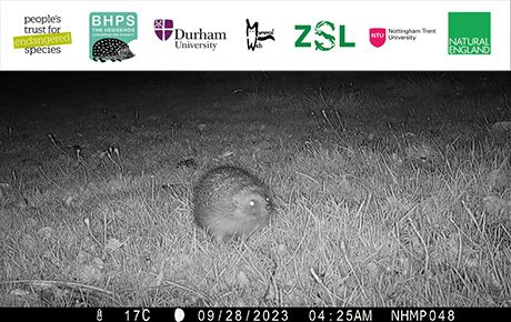 A hedgehog caught on camera by the NHMP