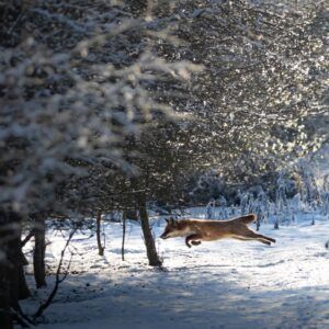 Red fox running through an orchard. Photo by Anna Gazey
