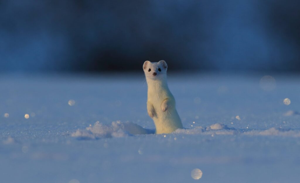 A stoat in the snow
